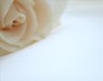 rose in the cor...